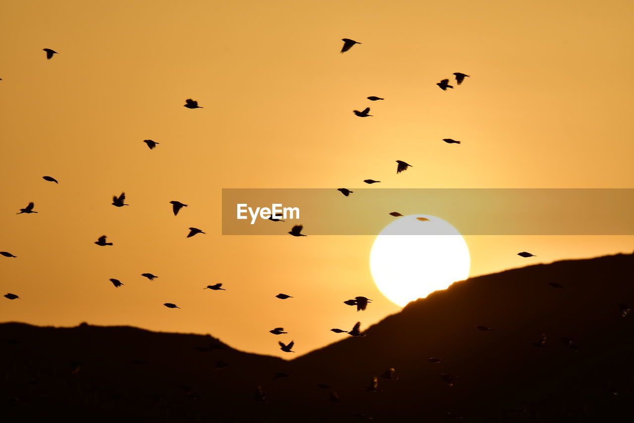 FLOCK OF BIRDS FLYING IN SKY