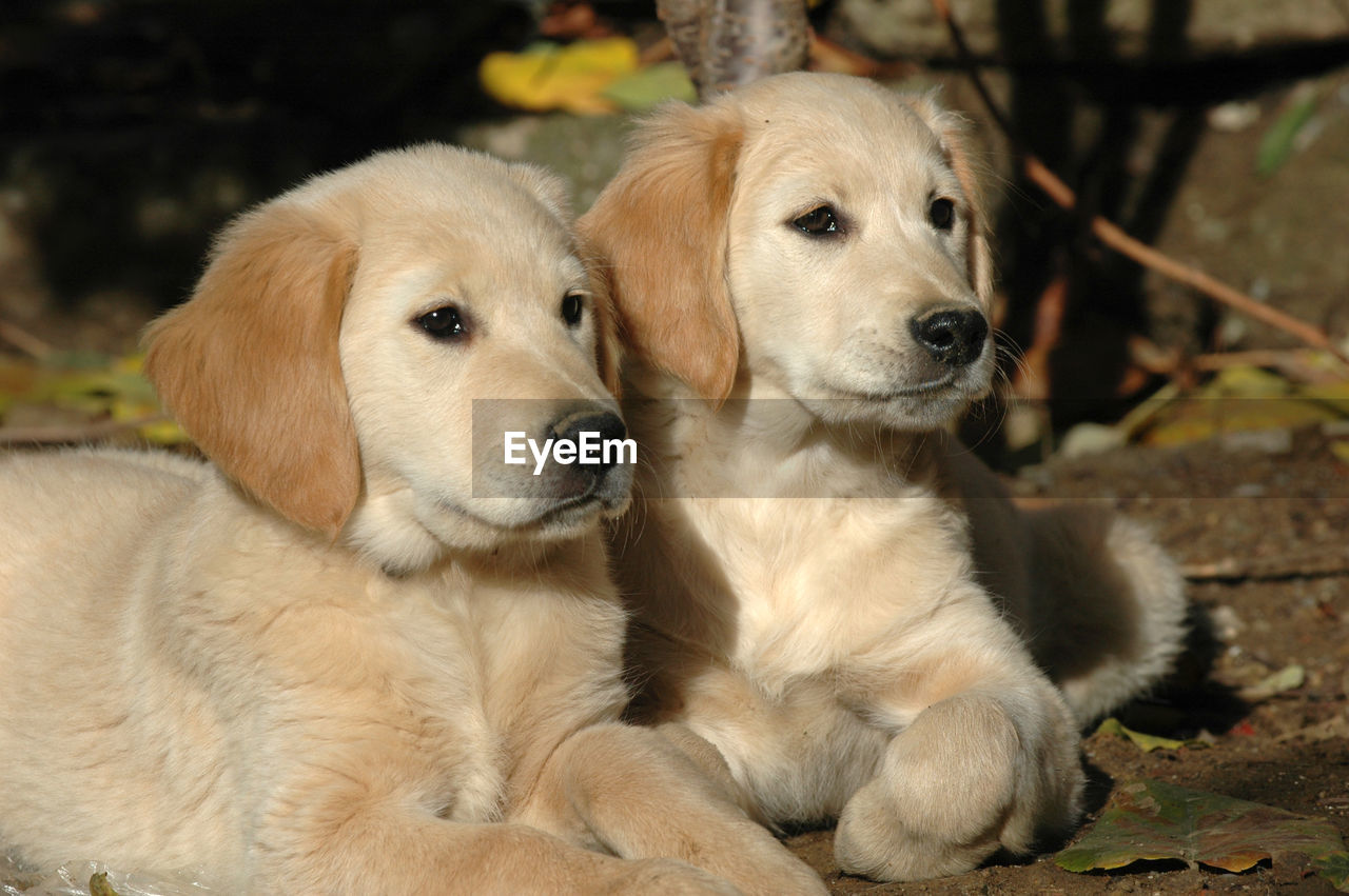 CLOSE-UP OF TWO DOGS SITTING OUTDOORS