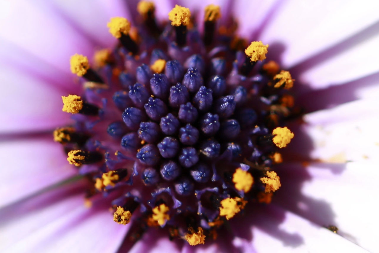 Close-up of pollen on flower