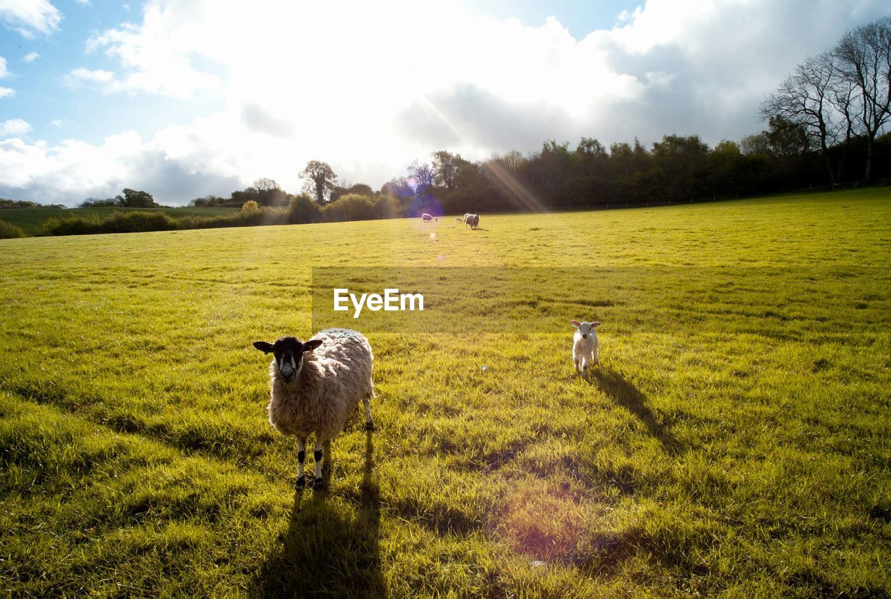 Sheep on grassy field