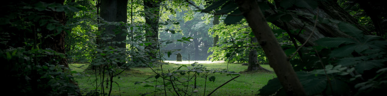 PLANTS GROWING ON LAND