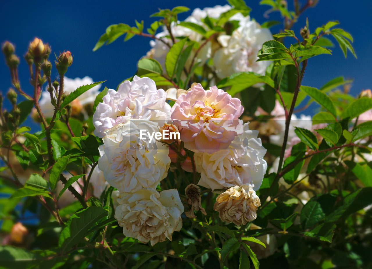 CLOSE-UP OF WHITE FLOWERS BLOOMING