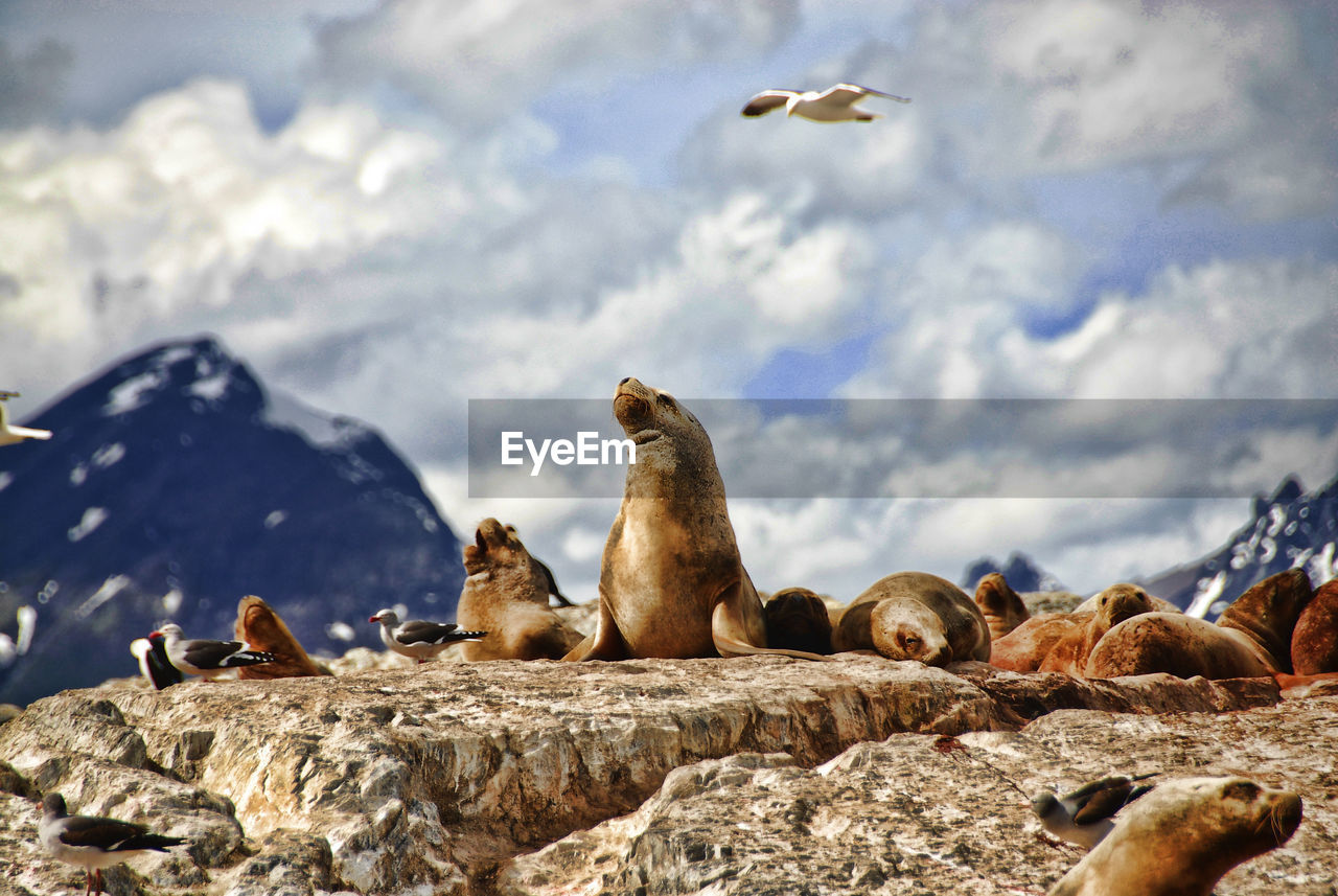 Seals on rock formation against cloudy sky