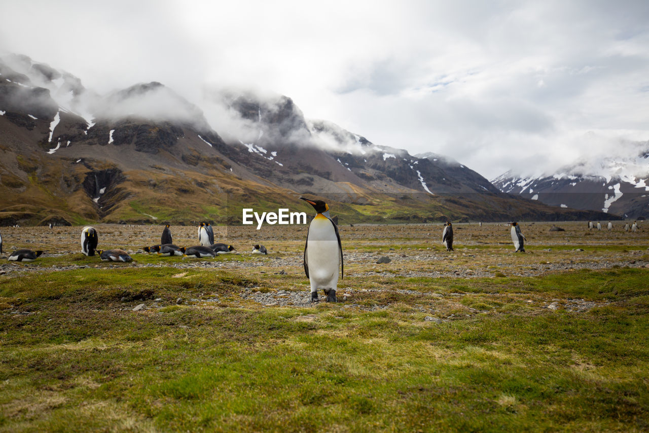 Penguins on landscape