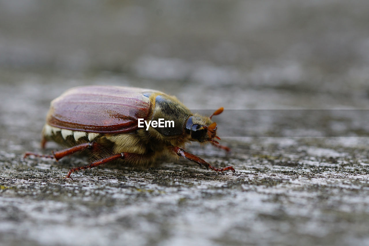 CLOSE-UP OF INSECT