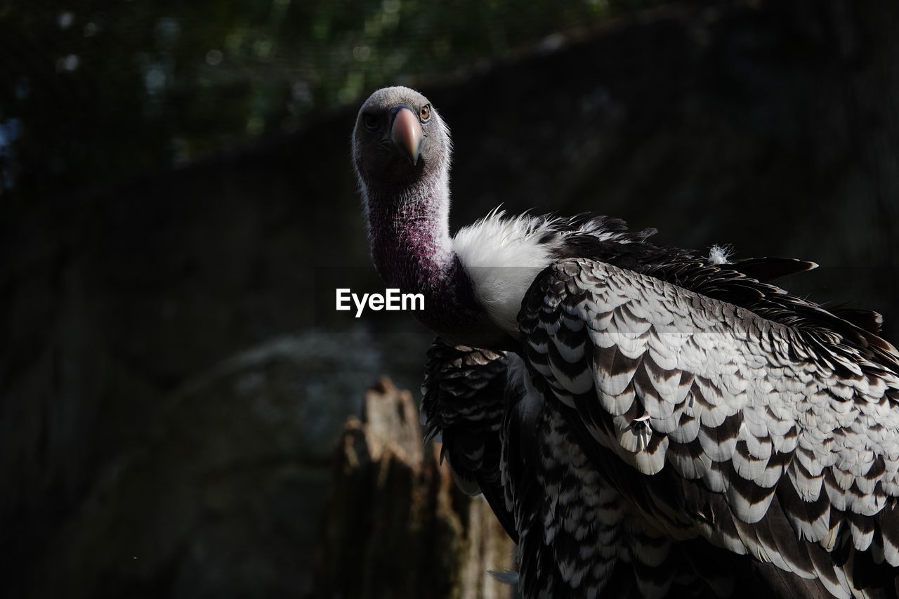 CLOSE-UP OF A BIRD