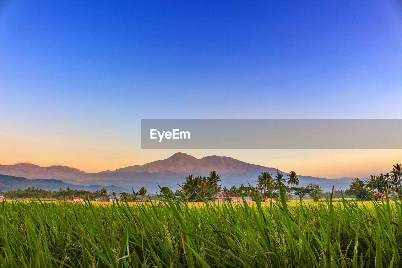 Scenic view of field against blue sky