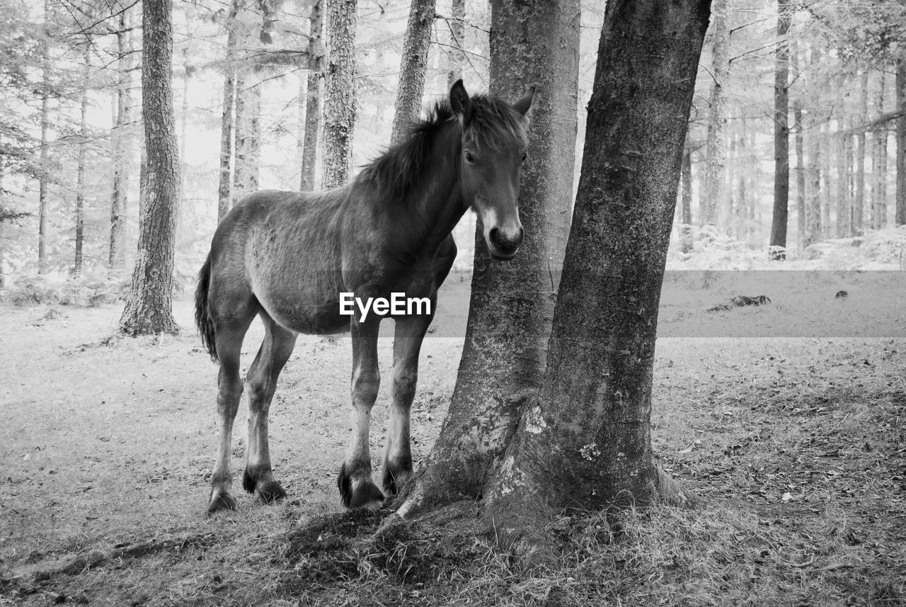 Horse standing by tree trunk in forest