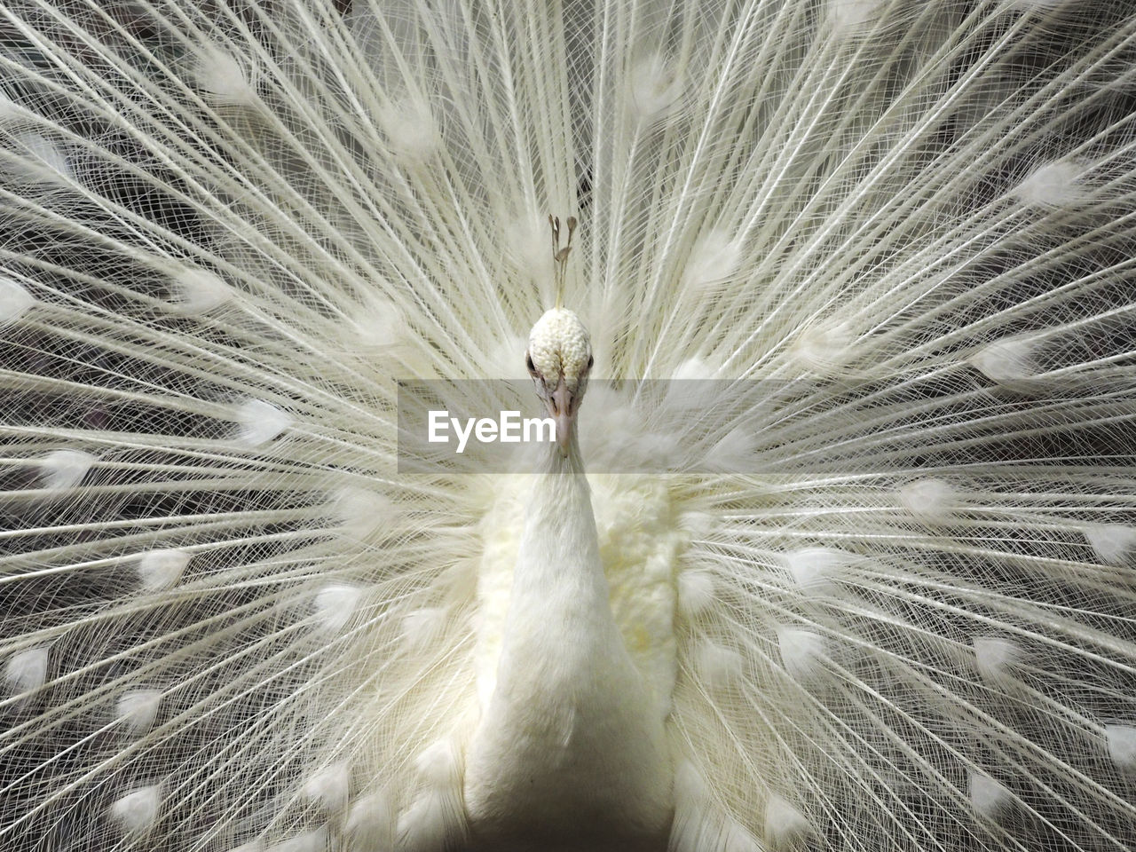 Close-up of albino peacock
