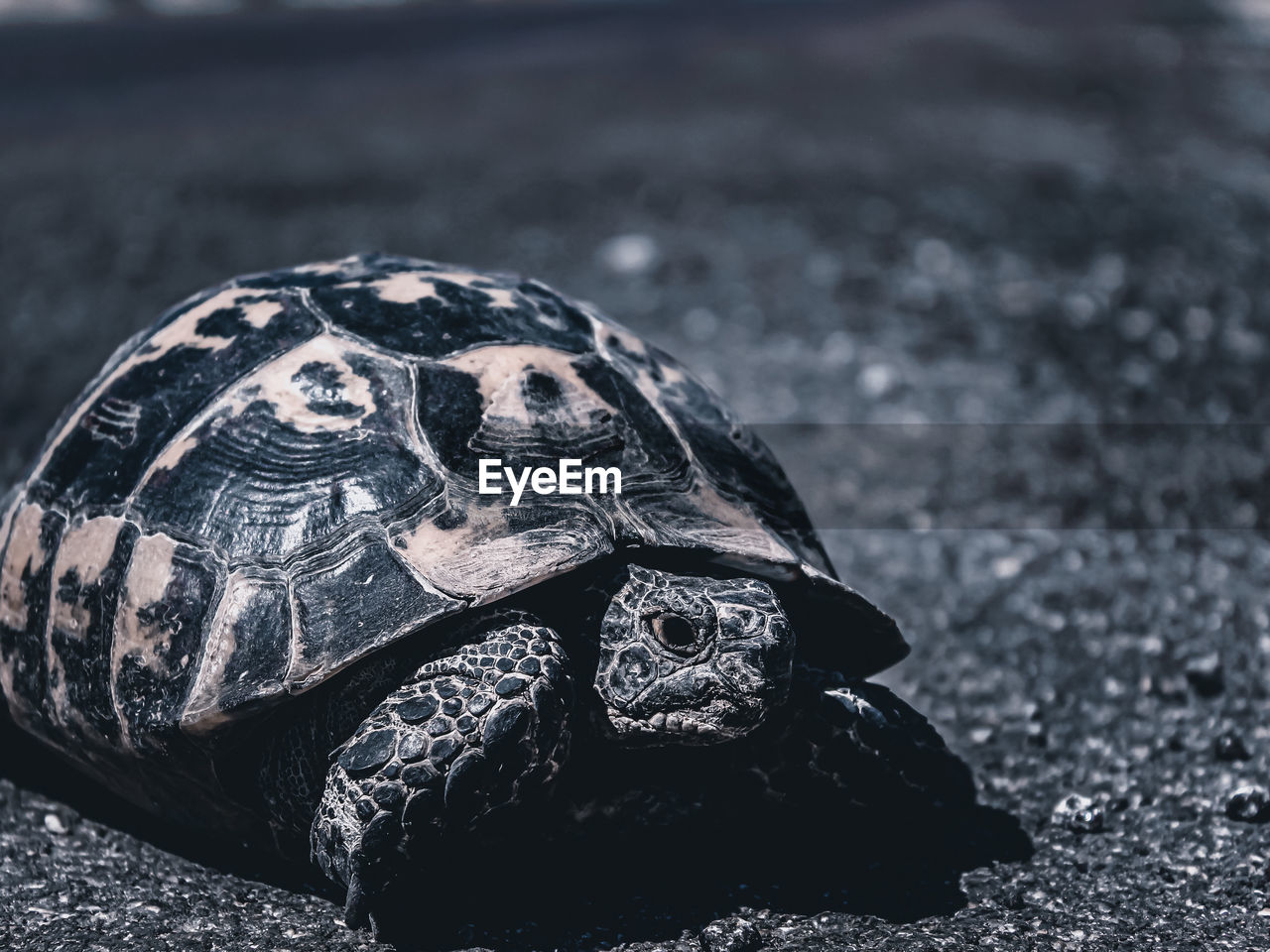 CLOSE-UP OF A TURTLE IN A SHELL