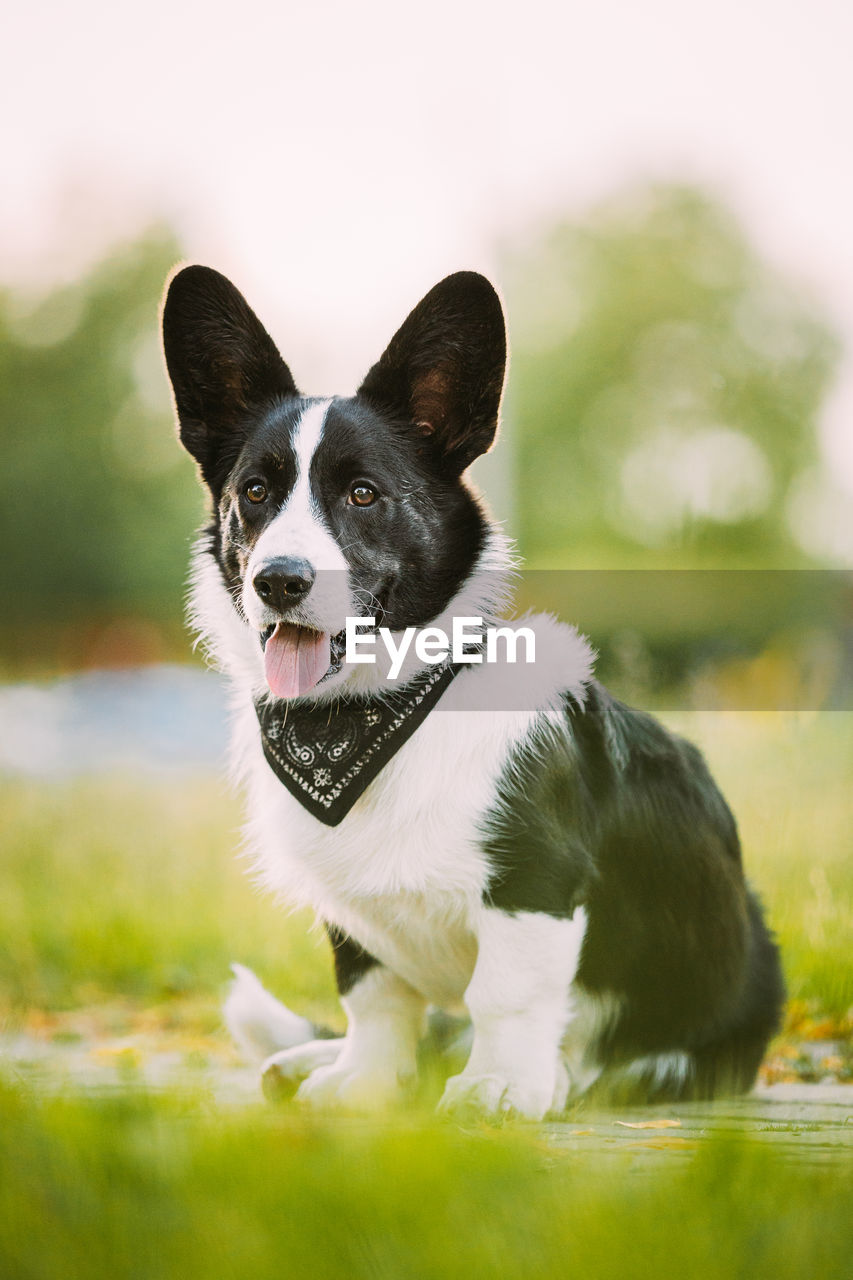 close-up portrait of dog