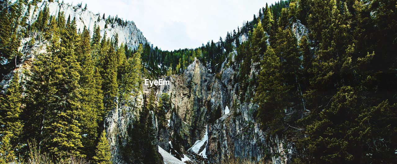 Panoramic view of trees in forest against sky