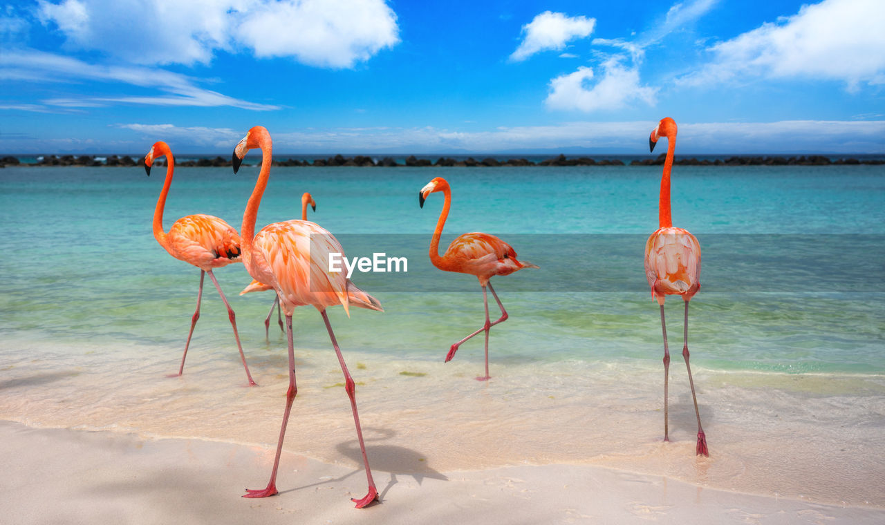 View of flamingos on beach