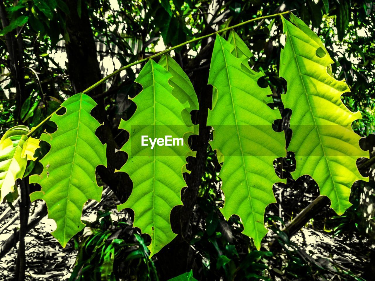 CLOSE-UP OF TREE GROWING IN FIELD