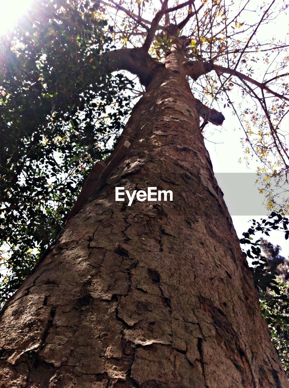 CLOSE-UP LOW ANGLE VIEW OF TREE