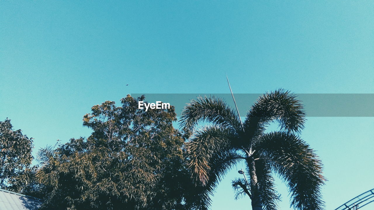 LOW ANGLE VIEW OF PALM TREES AGAINST CLEAR SKY