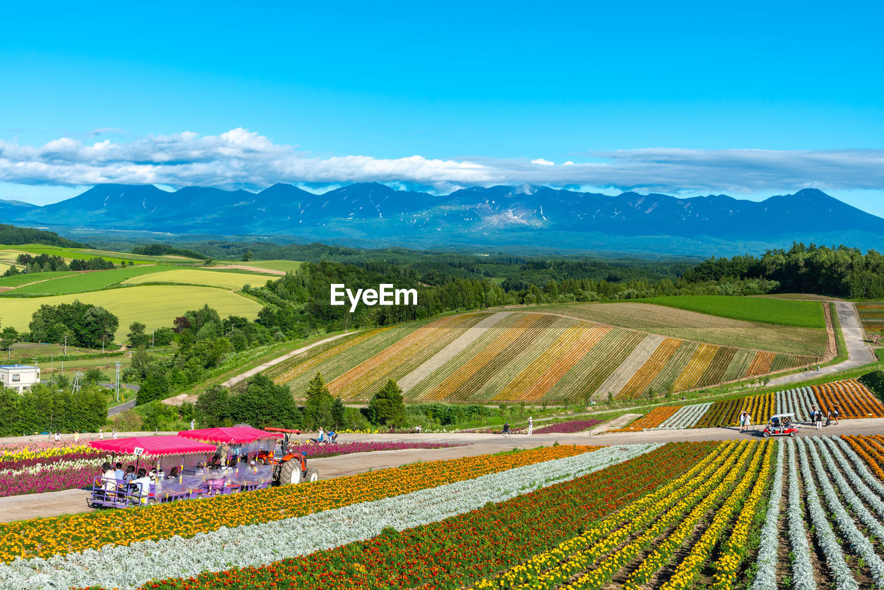 Vivid panoramic colorful flower field. shikisai-no-oka, biei, hokkaido.