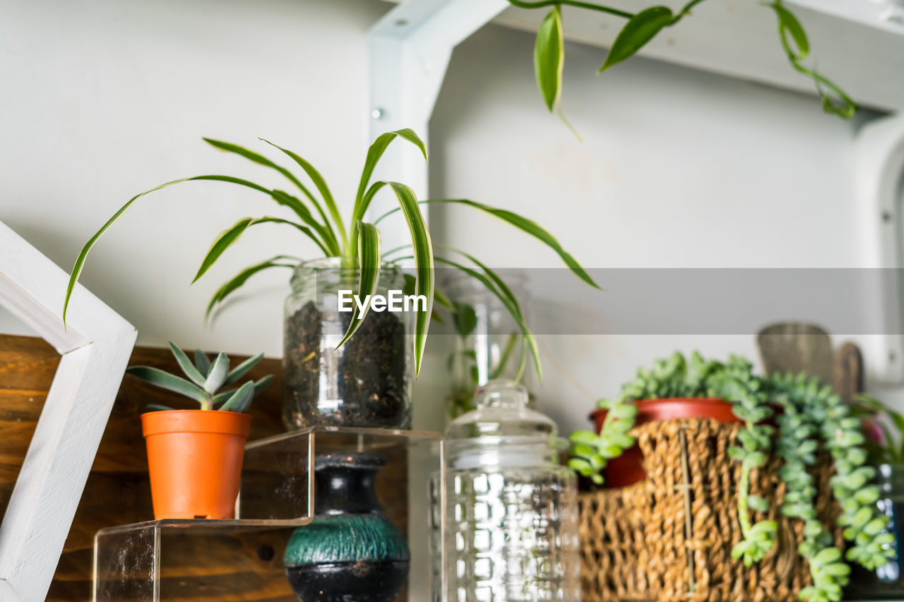 Green plants on white shelves on white wall in the room. plant shelves, indoor plants.
