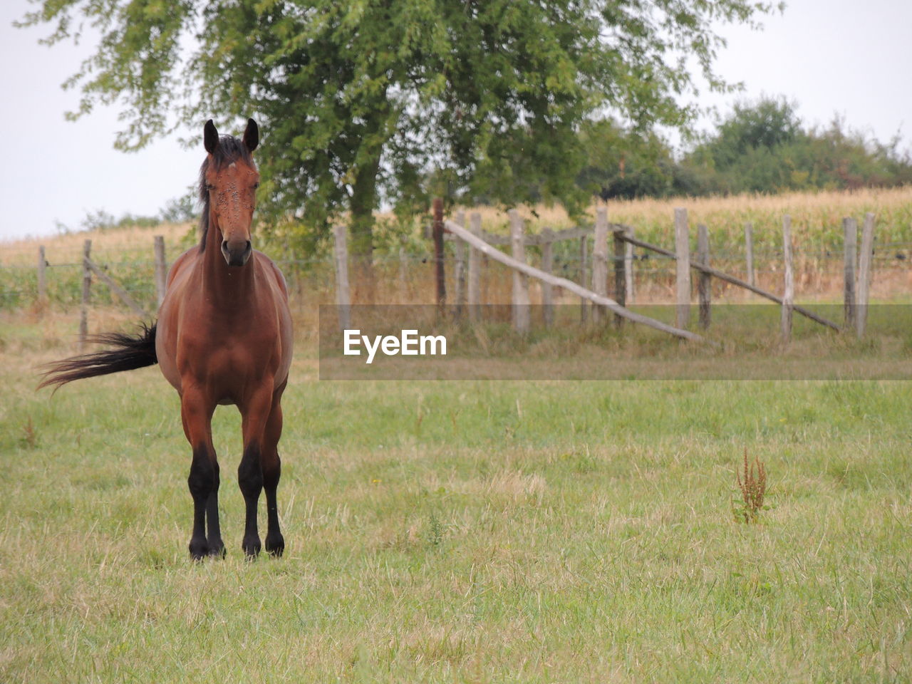 Horse standing in ranch