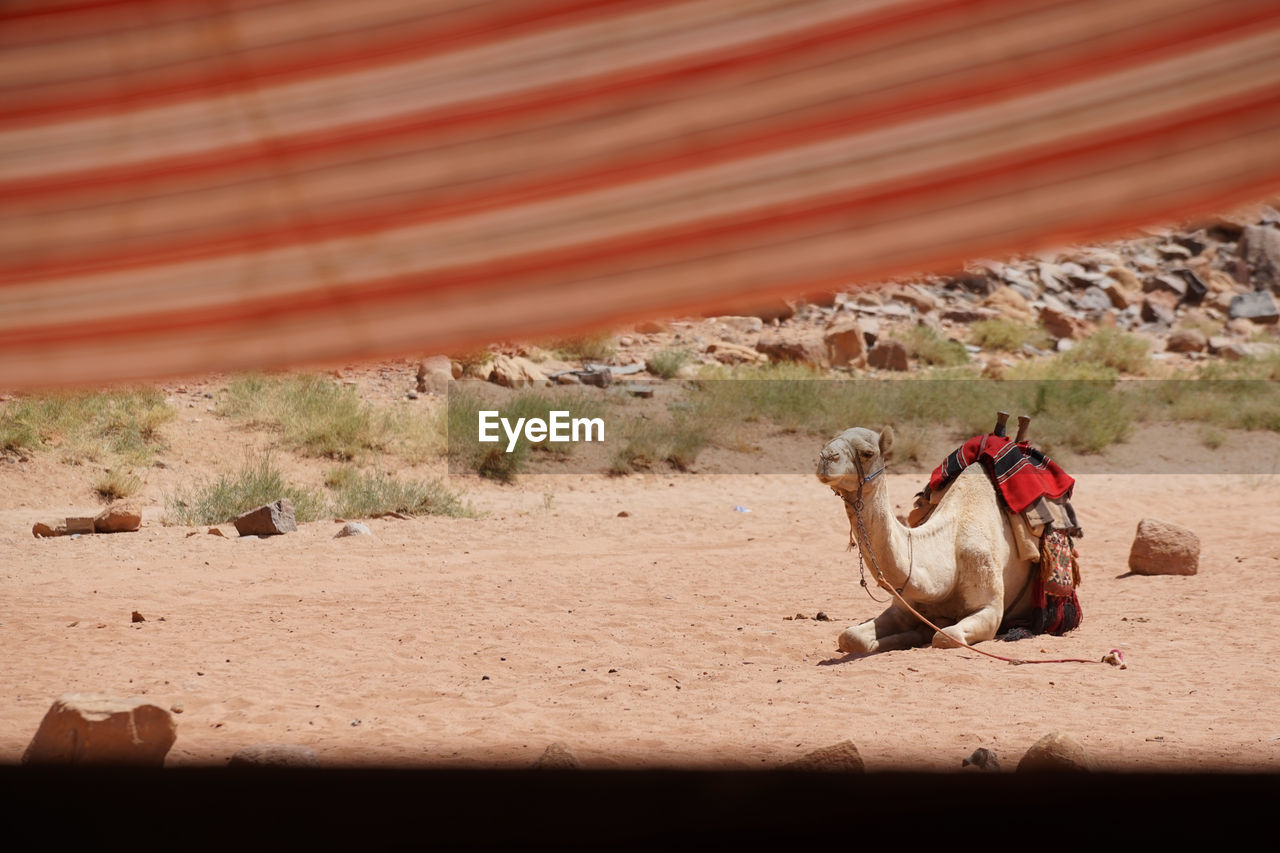 Camel sitting on field seen through tent at wadi rum