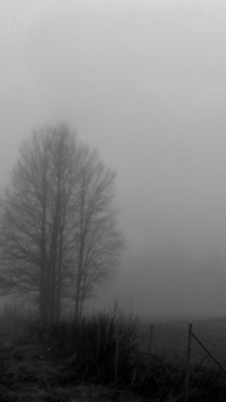 Bare trees on field against clear sky on foggy day