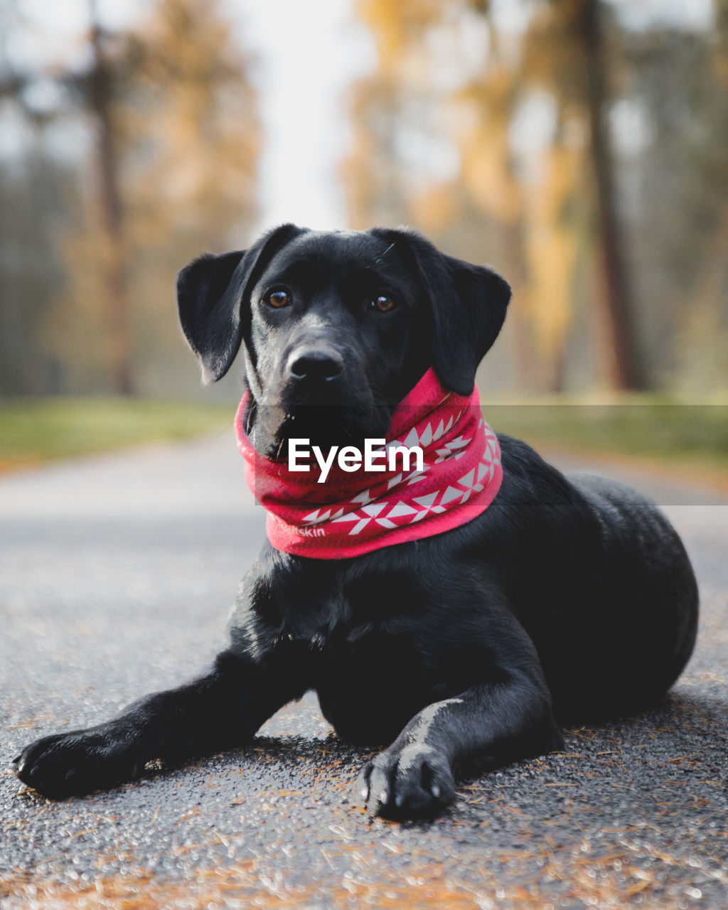 Portrait of black dog sitting on road