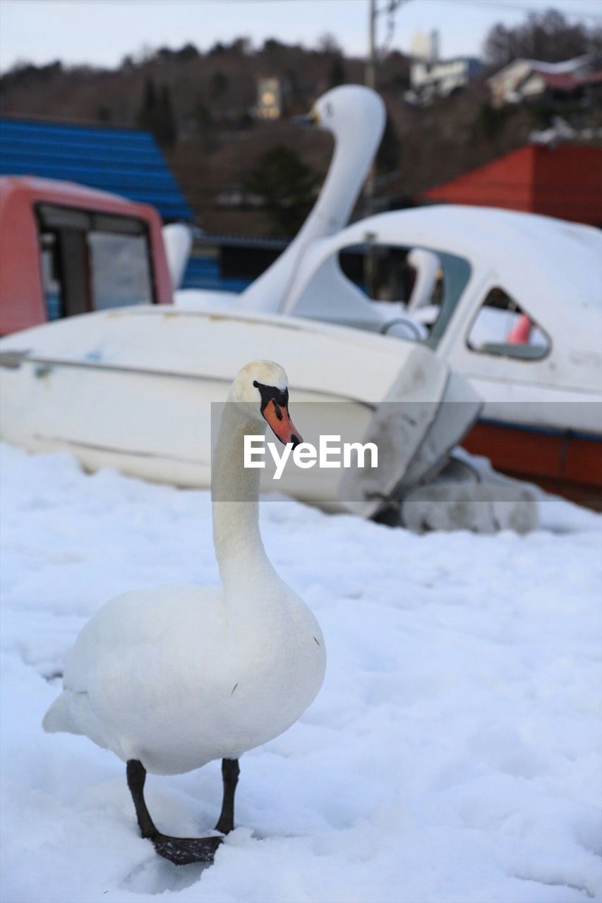 CLOSE-UP OF SWANS ON SNOW