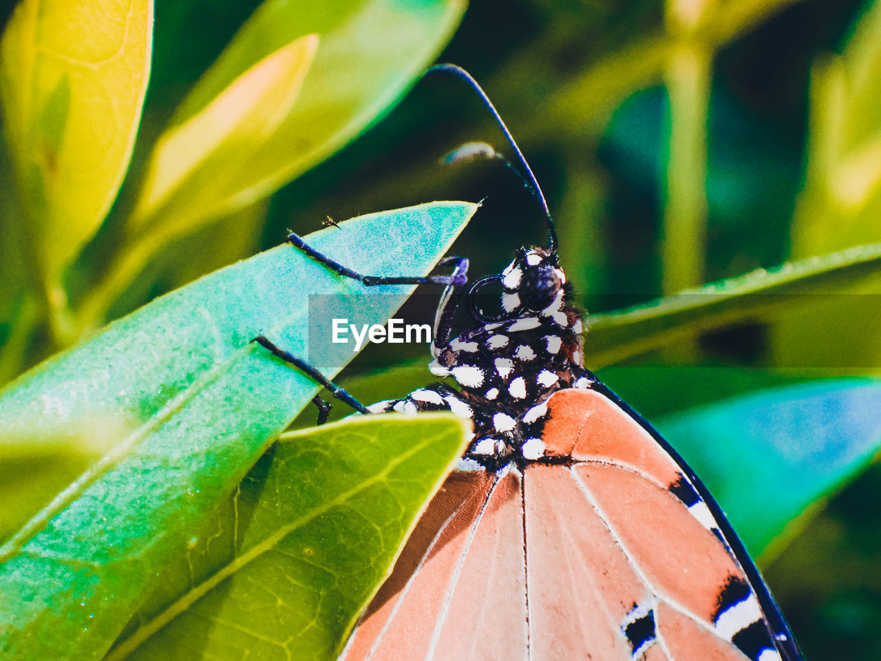 BUTTERFLY ON LEAF