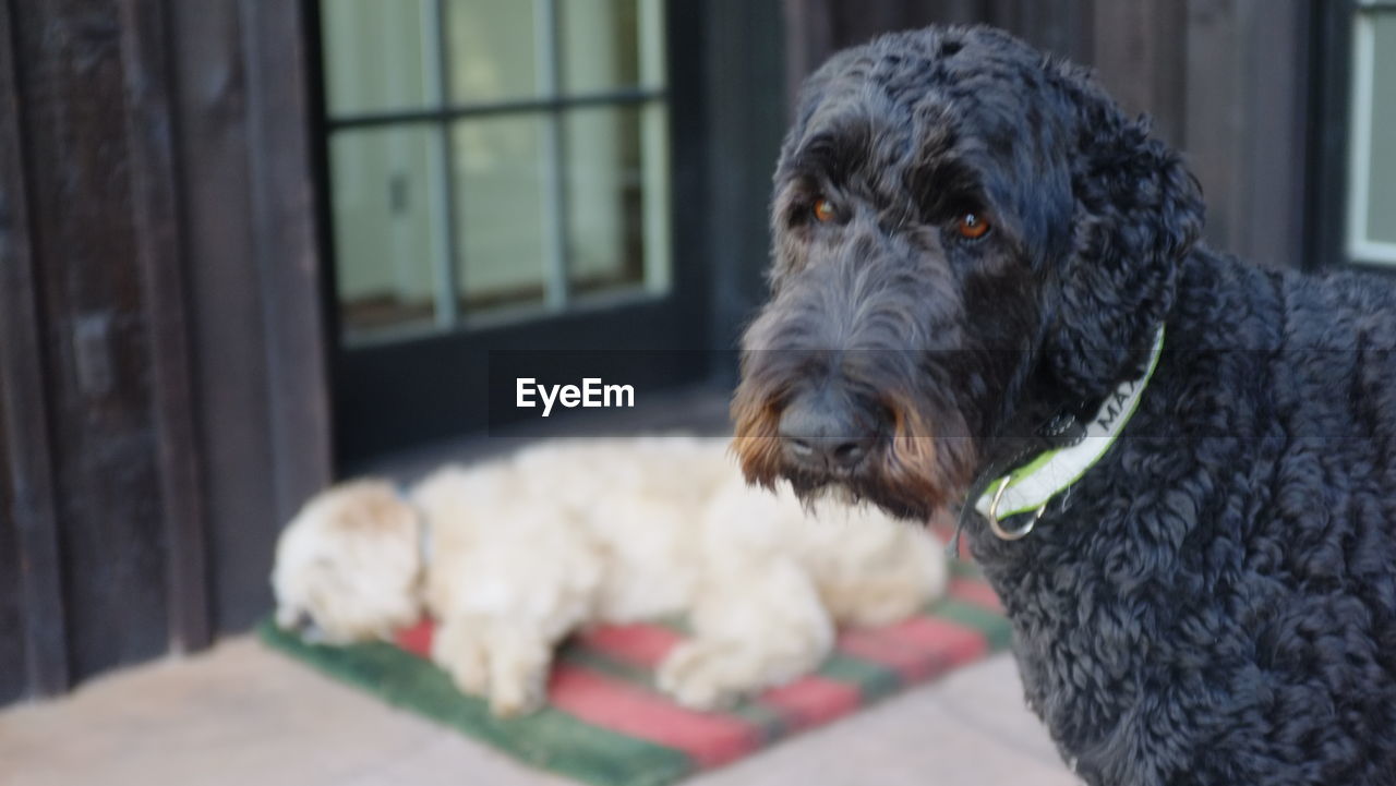 CLOSE-UP PORTRAIT OF DOG LOOKING AT HOME