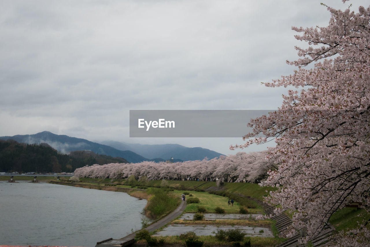 Sakura trees by the river in kakunodate, the little samurai town. 