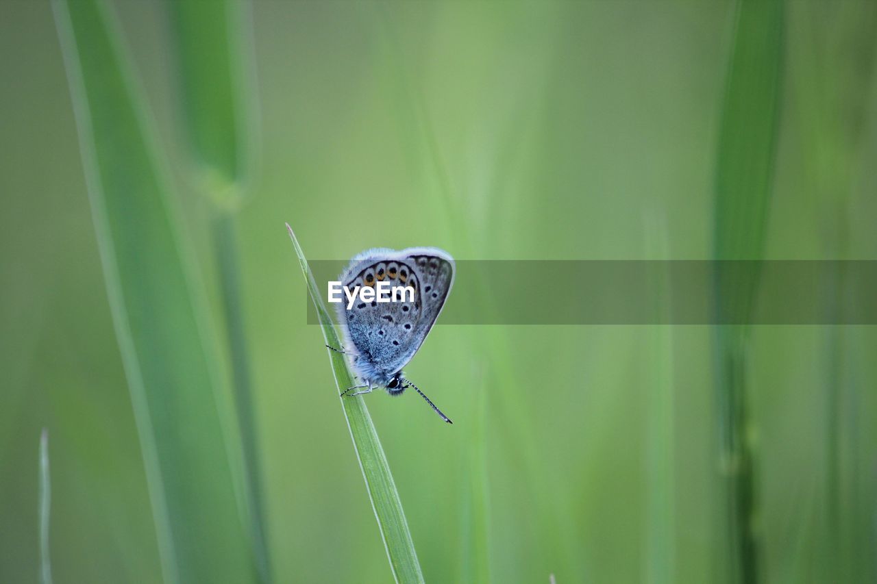 Close-up of butterfly on grass