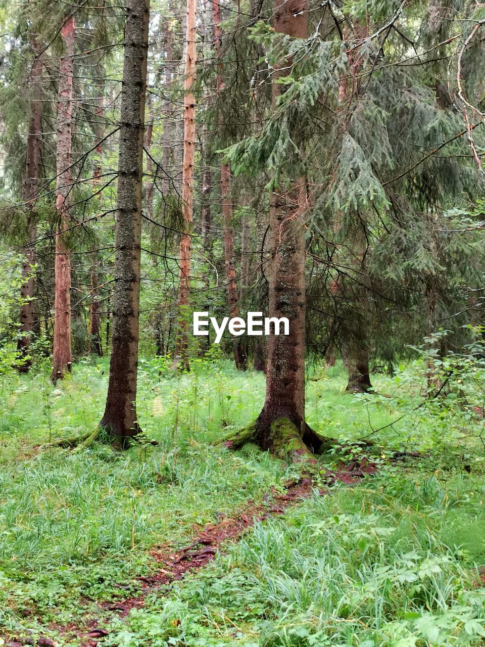 TREES IN A FOREST