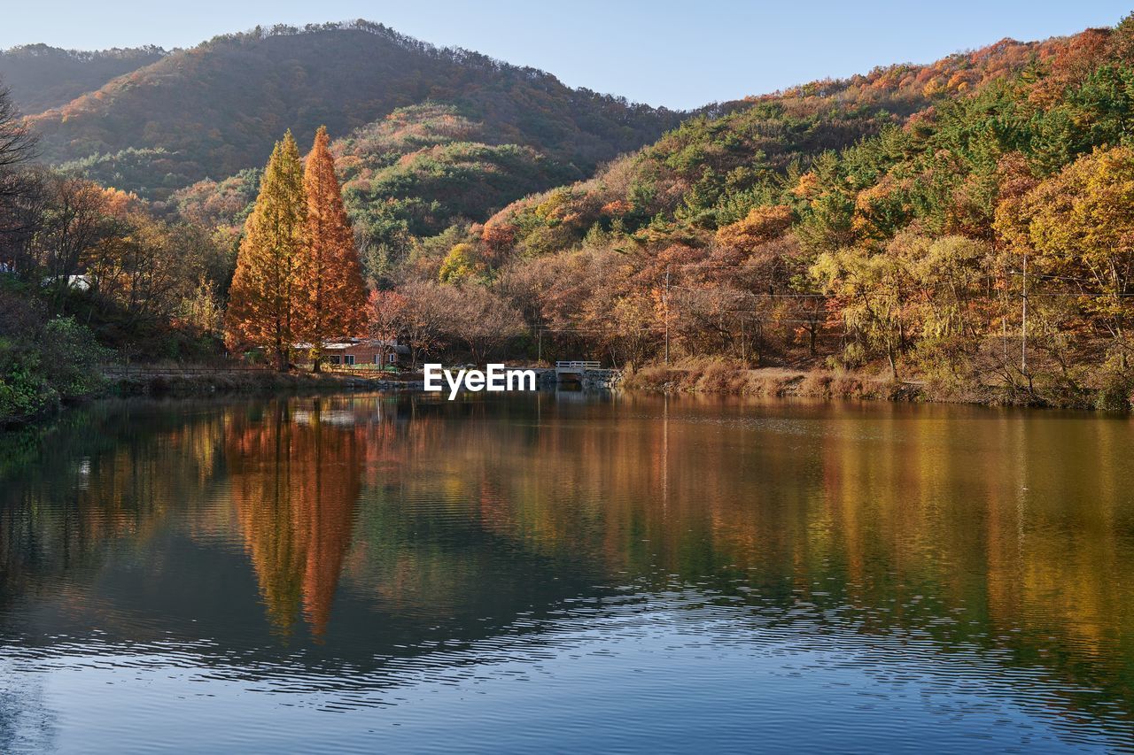 TREES BY LAKE AGAINST SKY DURING AUTUMN