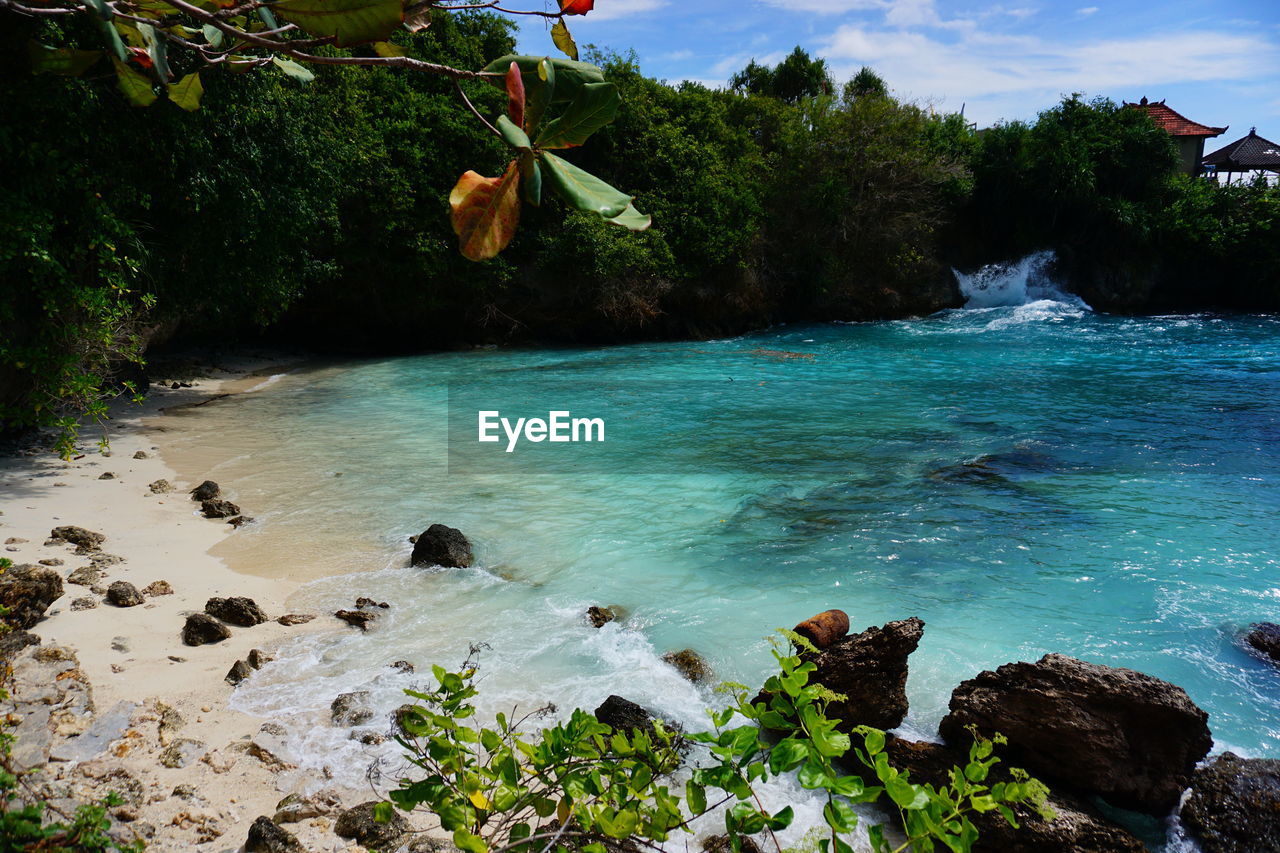 Scenic view of trees and plants