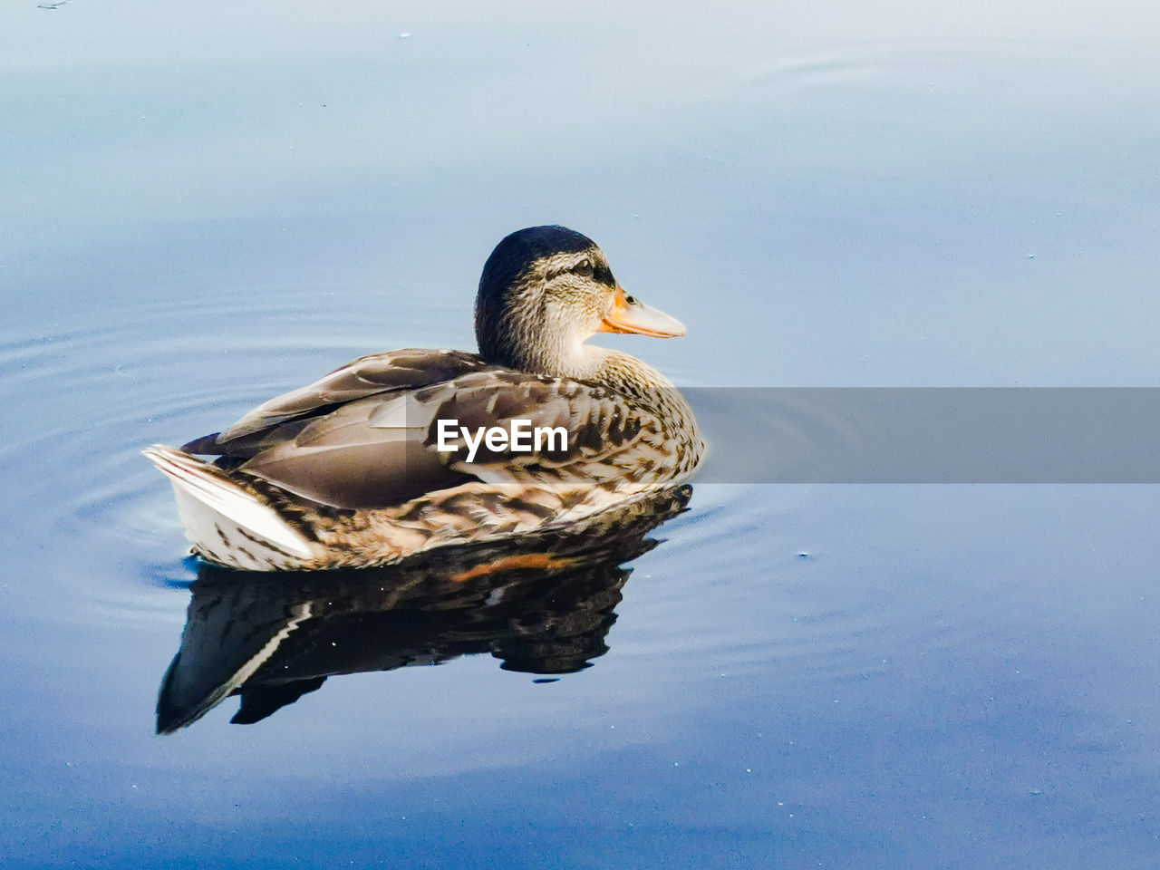 Wild ducks in lake seliger