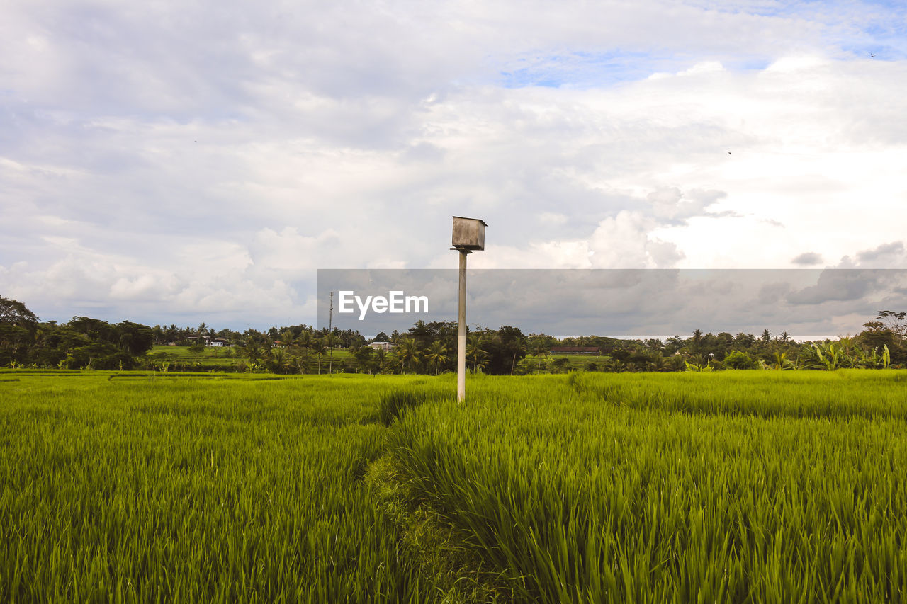 SCENIC VIEW OF FARM FIELD AGAINST SKY