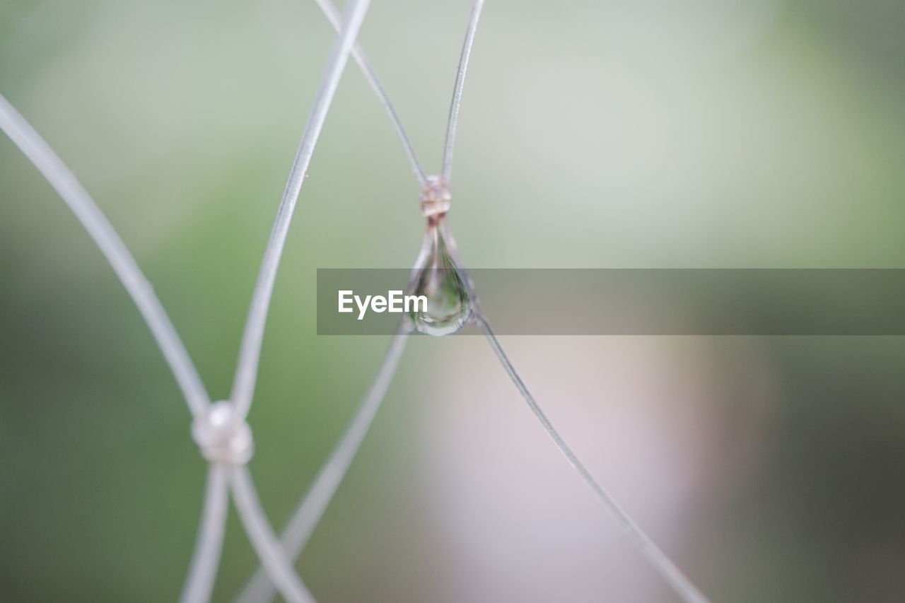 Close-up of water drops on blade of grass