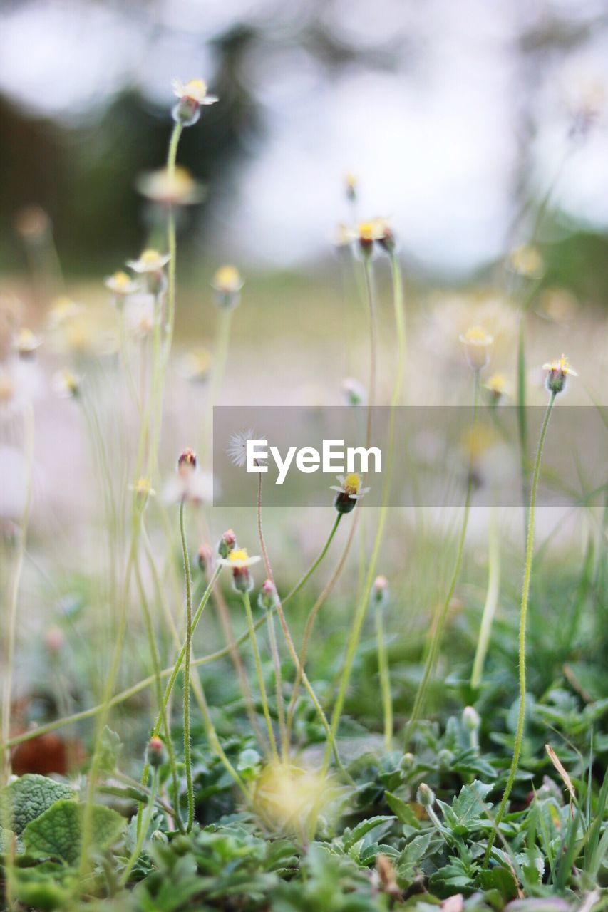 Close-up of flowers growing in field