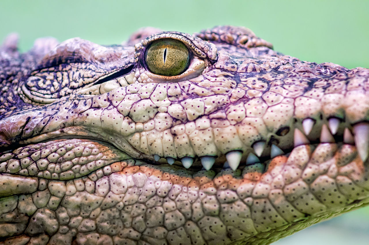 close-up of lizard