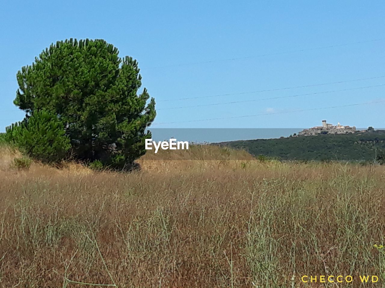 PLANTS GROWING ON LAND AGAINST SKY