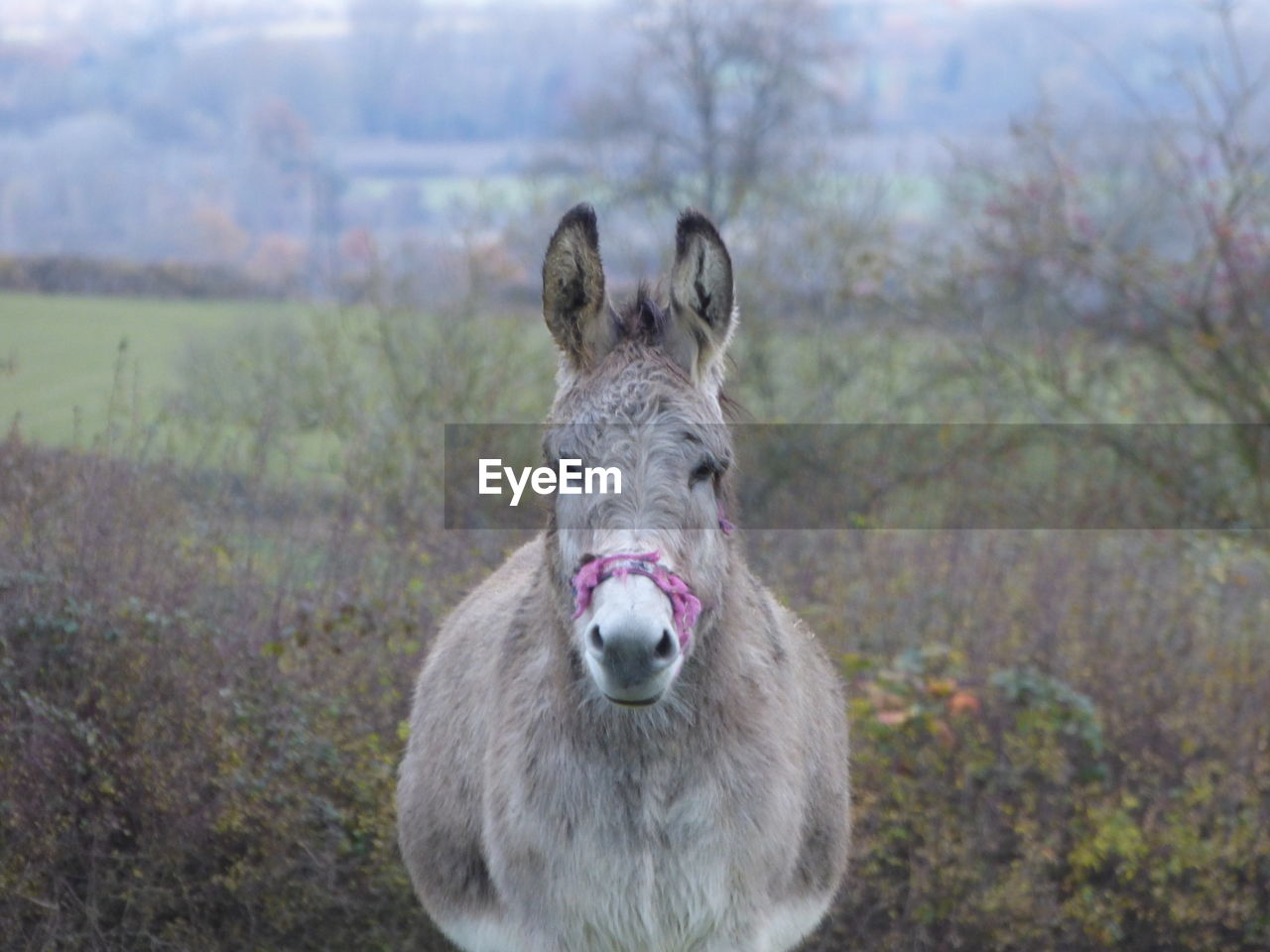 CLOSE-UP PORTRAIT OF SHEEP ON FIELD