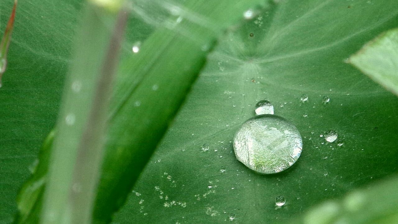 CLOSE-UP OF WATER DROPS ON LEAF