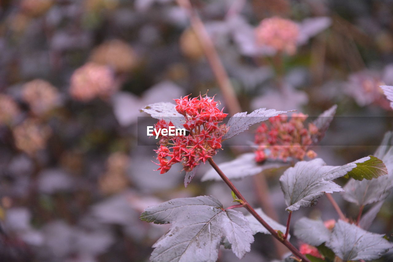 CLOSE-UP OF RED FLOWERING PLANT DURING AUTUMN