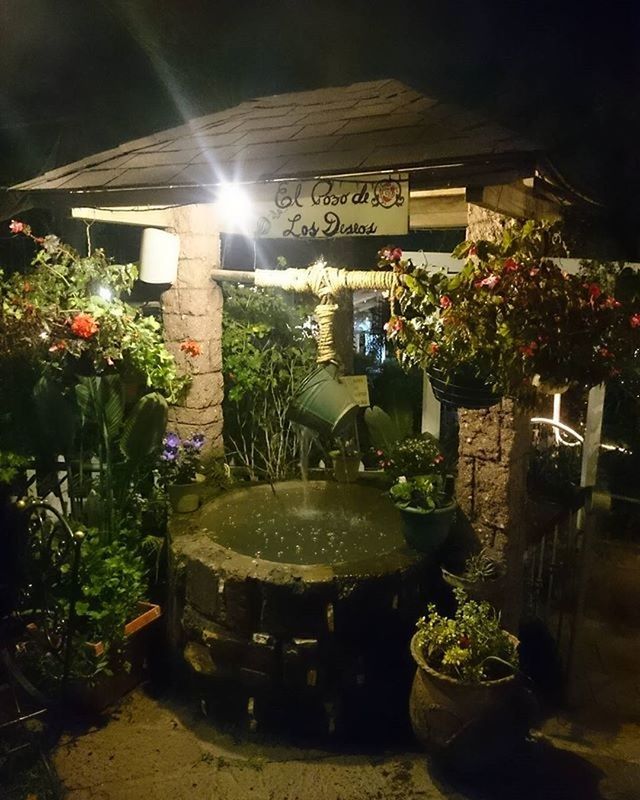 POTTED PLANTS ON THE WALL