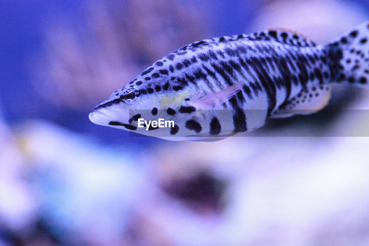 CLOSE-UP OF FISHES SWIMMING IN SEA