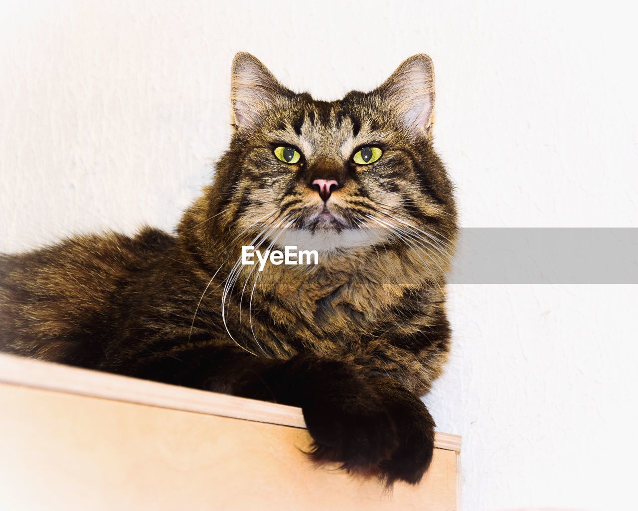 Tabby cat on wooden furniture