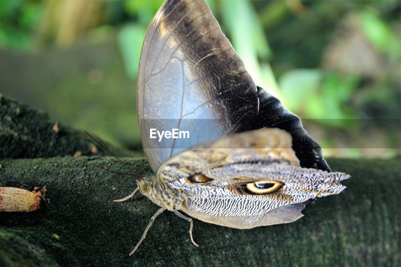 Close-up of butterfly perching on grass