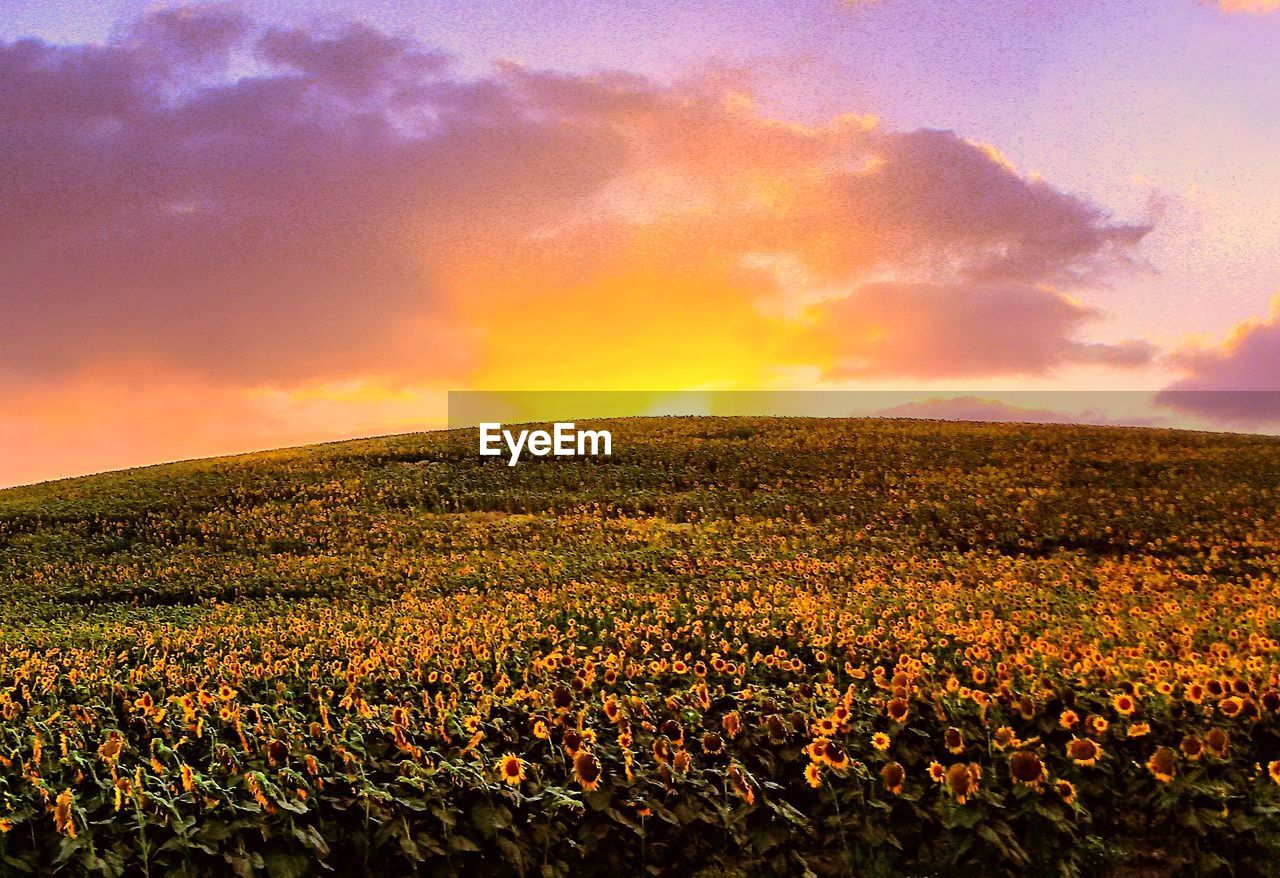 FIELD AGAINST SKY DURING SUNSET