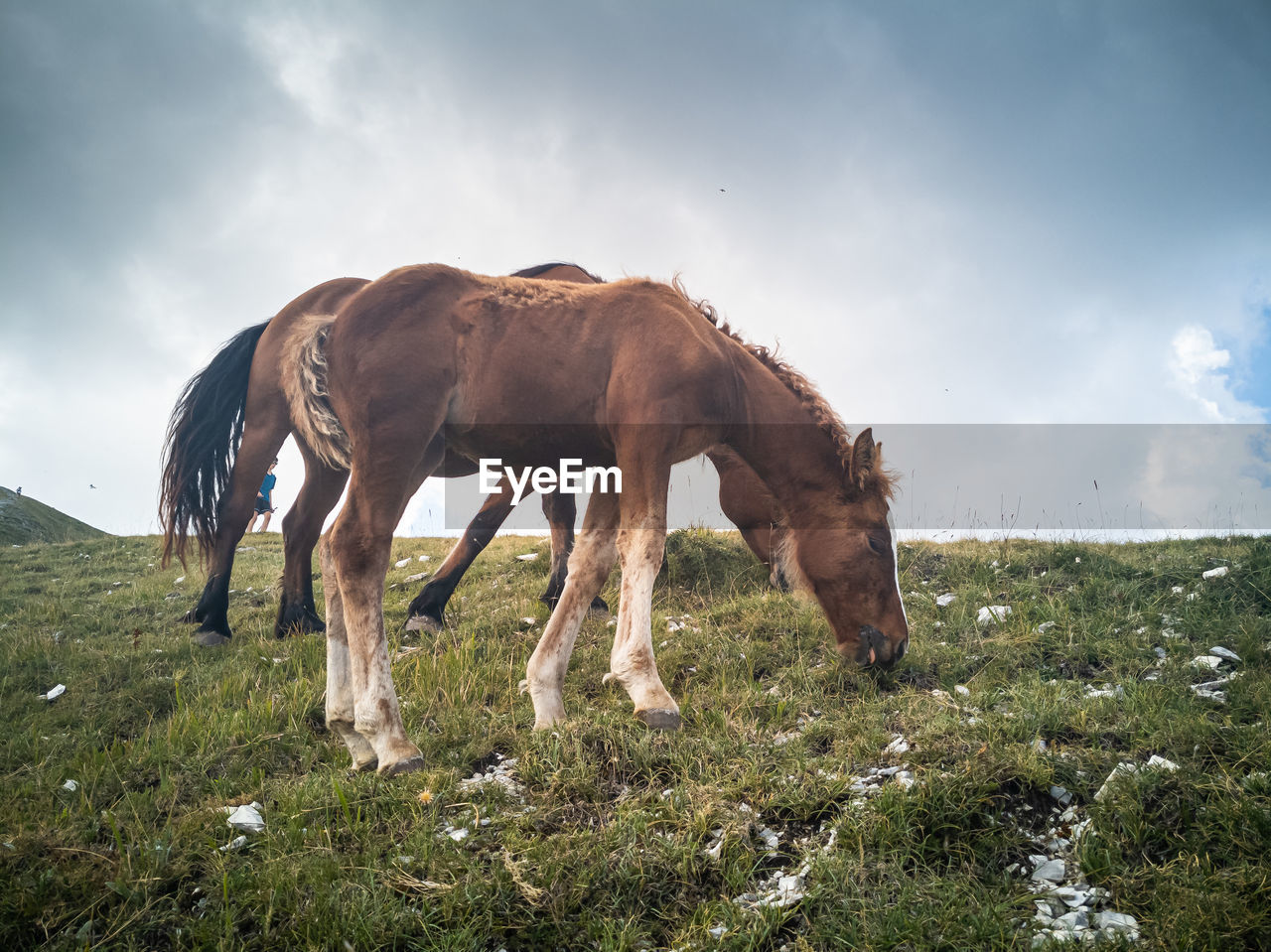 Horse grazing in a field