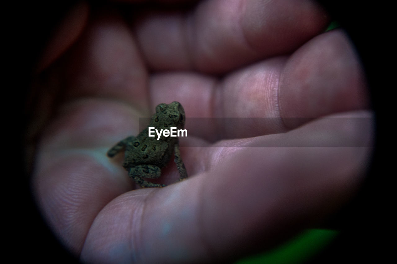 CLOSE-UP OF A HAND HOLDING CRAB